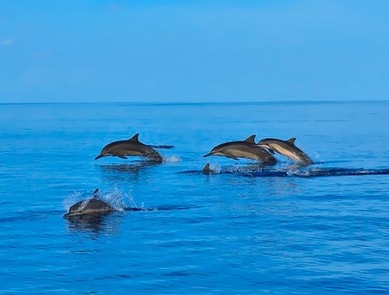 V Travels Maldives Dolphin Watching